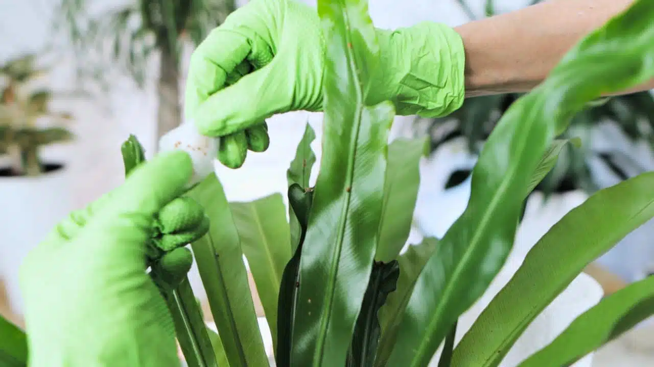 Close-up of hands in green gloves using a cotton swab dipped in rubbing alcohol to treat a plant leaf affected by scale insects, highlighting a common pest control method.