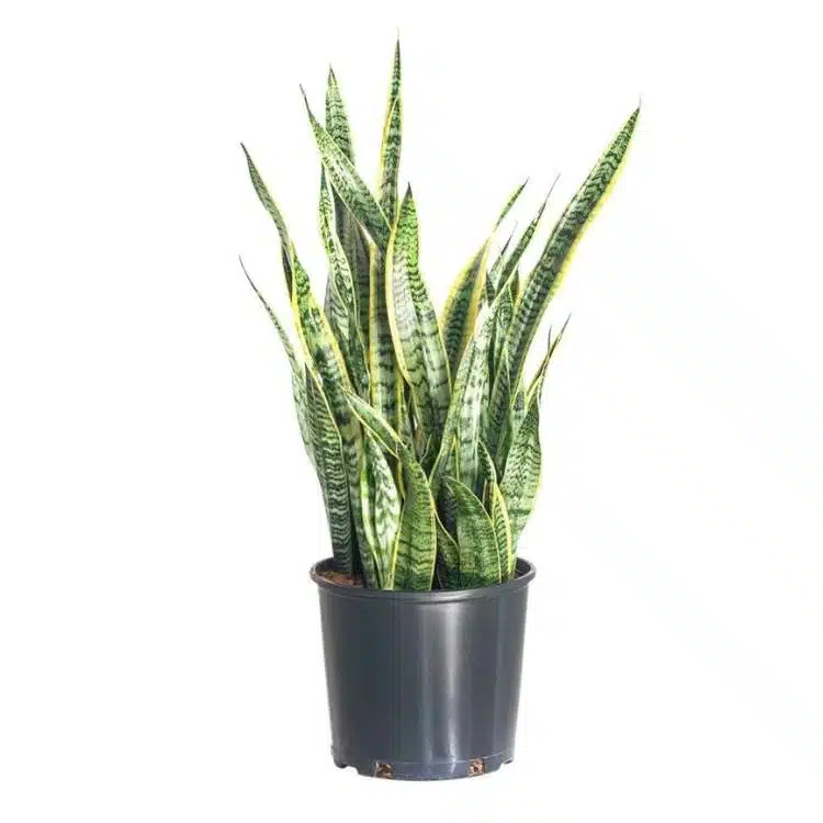 Image of sansevieria plant in nursery pot