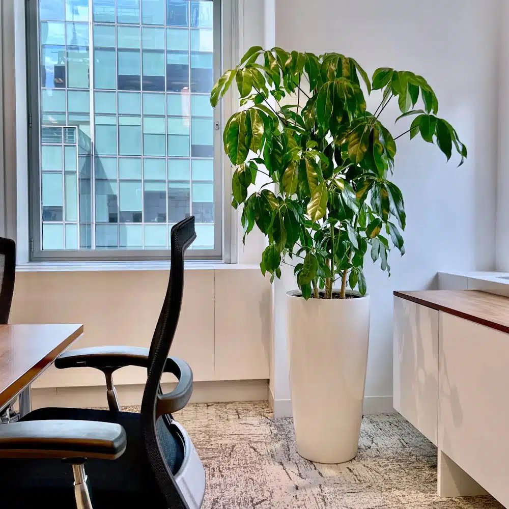 Schefflera Amate plant potted in white planter and placed in the office