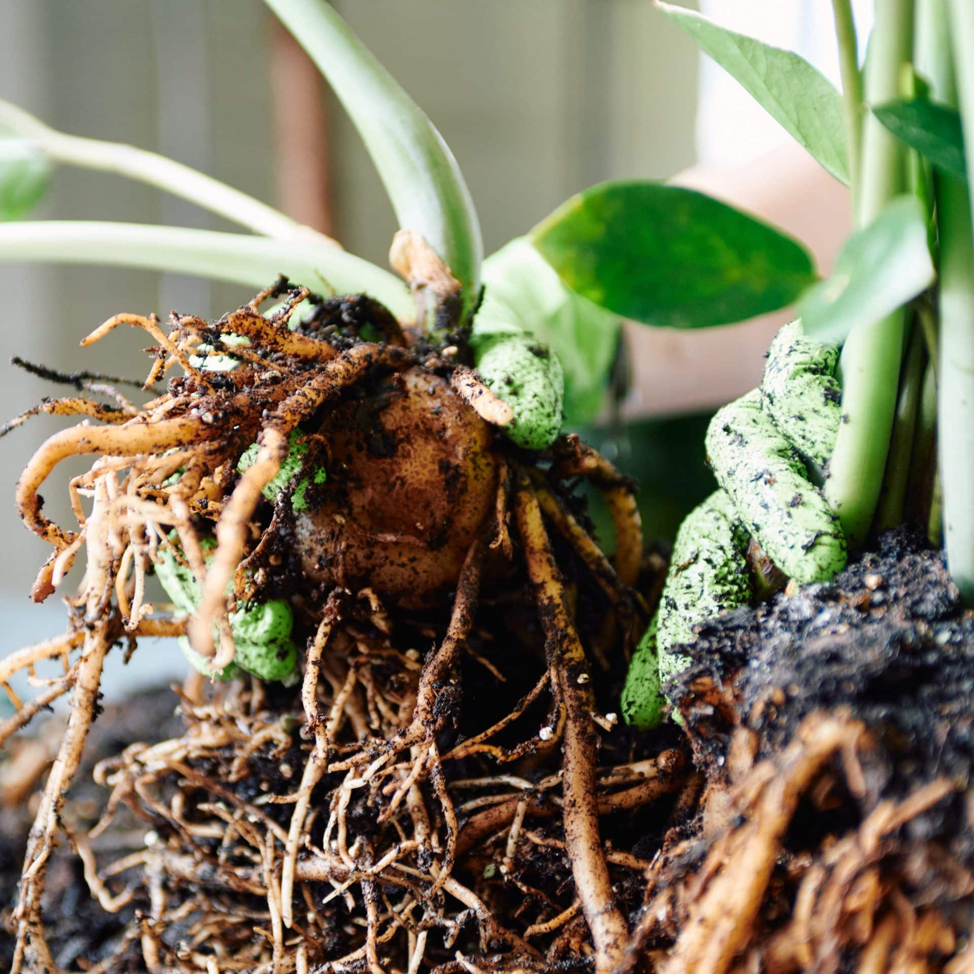 Close-up of a ZZ plant's rhizome being carefully separated by a gardener's hands, wearing green gardening gloves. The image shows the bulbous rhizome surrounded by dense roots and moist soil, with the hands applying gentle pressure. Green leaves and stems are emerging from the top, adding a lively touch to the scene.