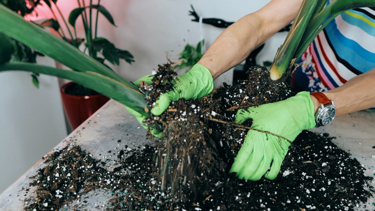 Hands in green gloves gently separate the roots of a Bird of Paradise plant over a table scattered with potting soil, illustrating the process of dividing the Bird of Paradise plant for repotting.