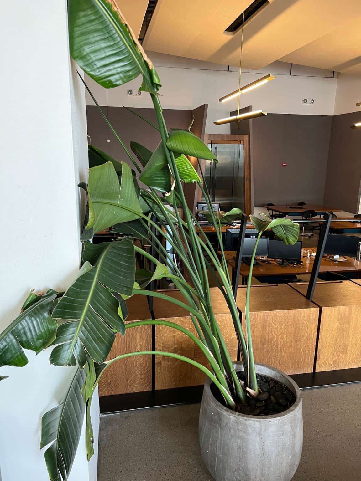 A bird of paradise plant with signs of wilting in a concrete pot, inside a modern office space.