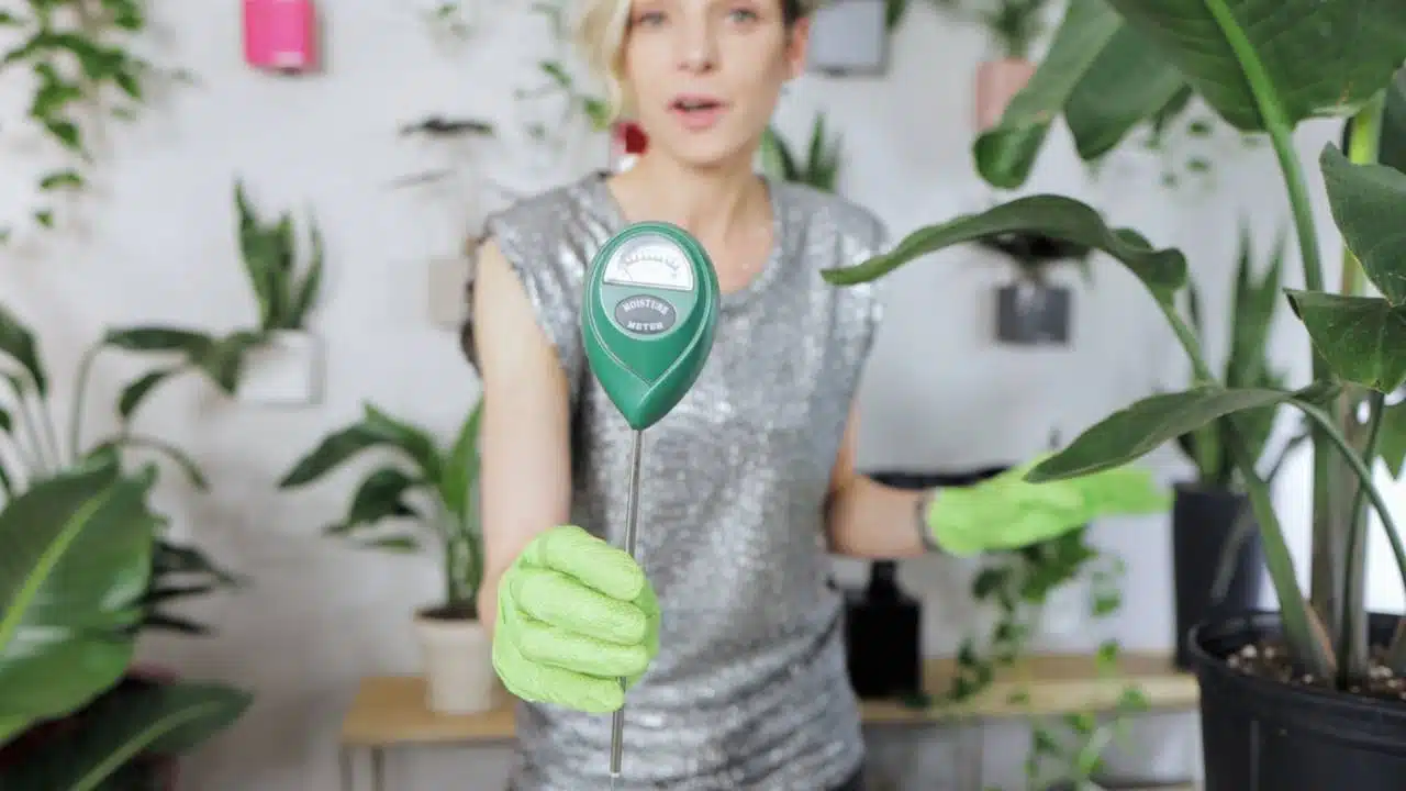 Juliette holding a soil moisture meter with a blurred background of indoor plants, demonstrating plant care techniques.