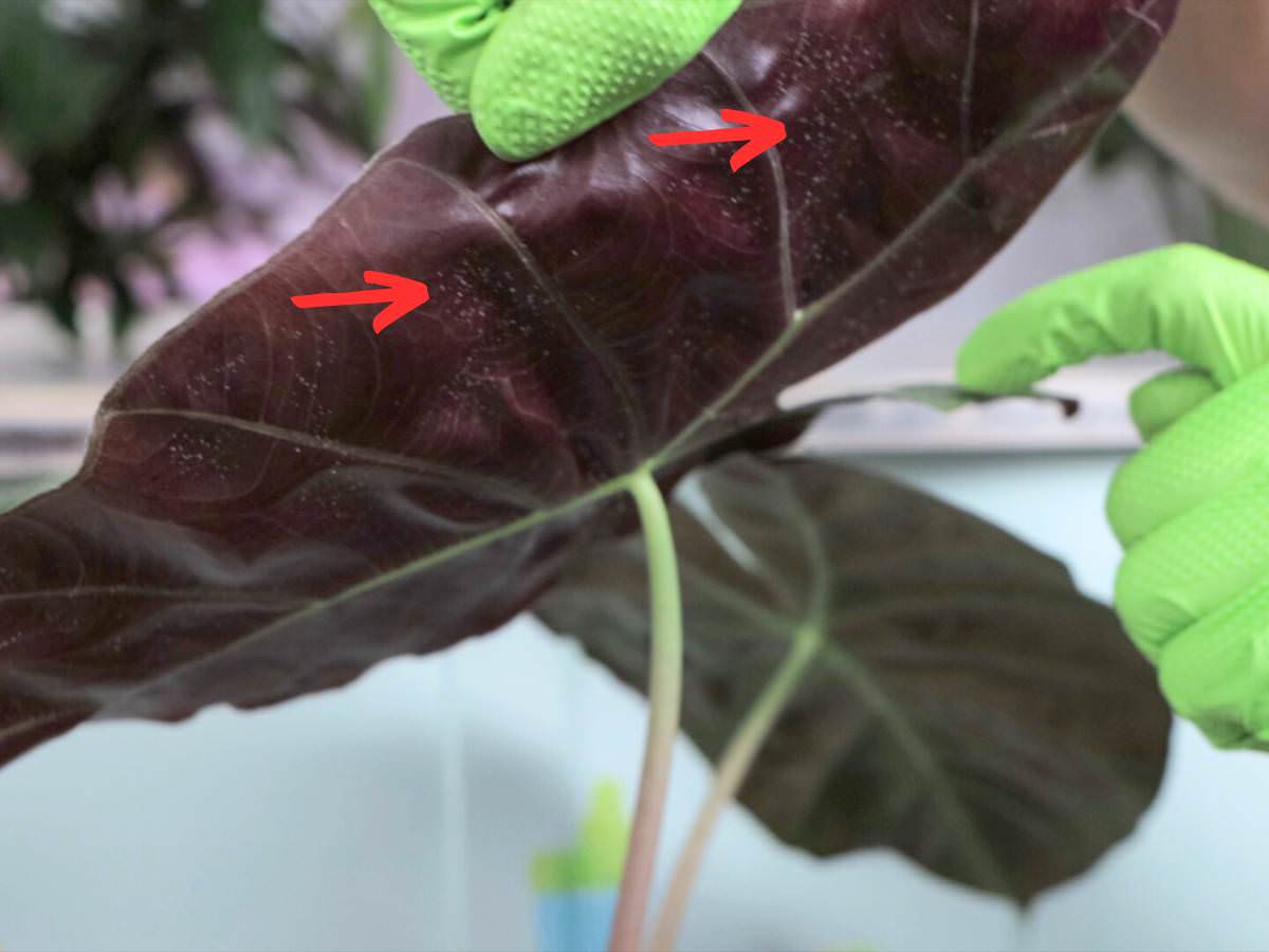 spider mites on croton plant