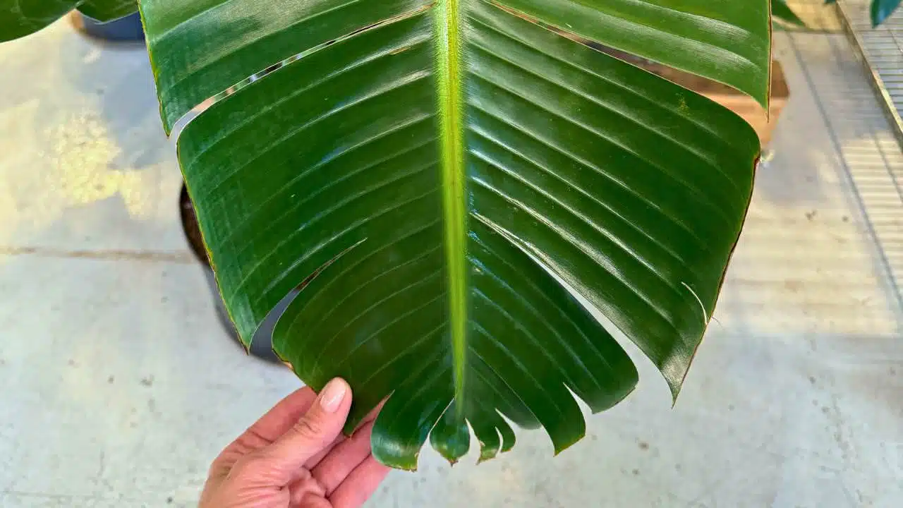 A hand holding a large, glossy bird of paradise leaf with a split end, a natural occurrence in the growth of the plant.