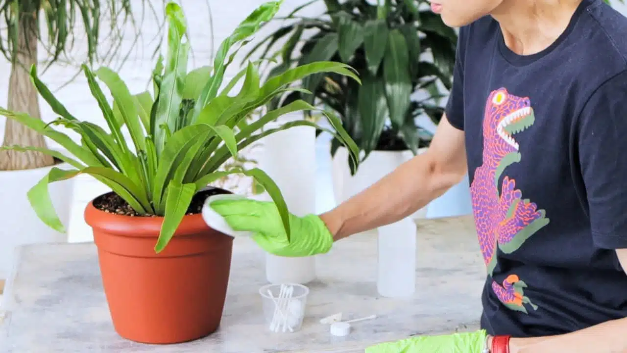 Juliette in a dark T-shirt with a colorful dinosaur print is wearing green gloves while cleaning a rim of the planter with paper towel soaked in rubbing alcohol, with more plants in the background.