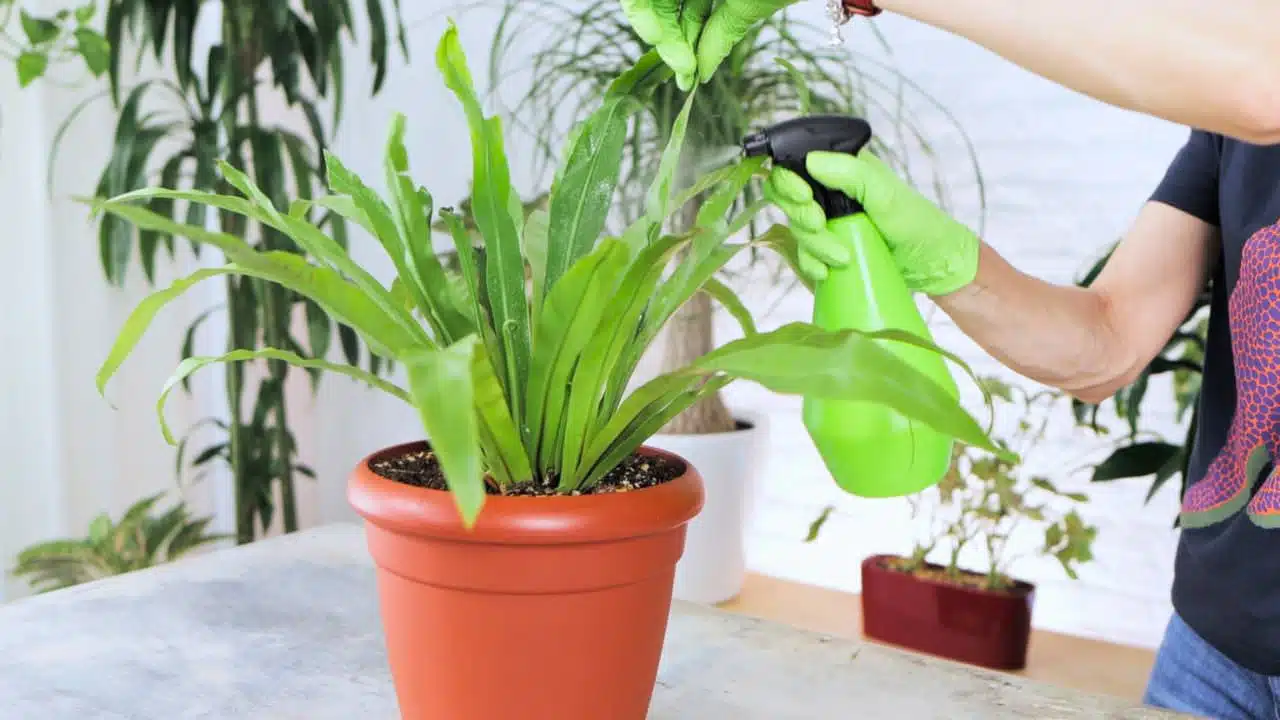 A person wearing bright green gloves sprays a homemade solution on the leaves of a large indoor plant to treat plant scale, in a well-lit office environment.