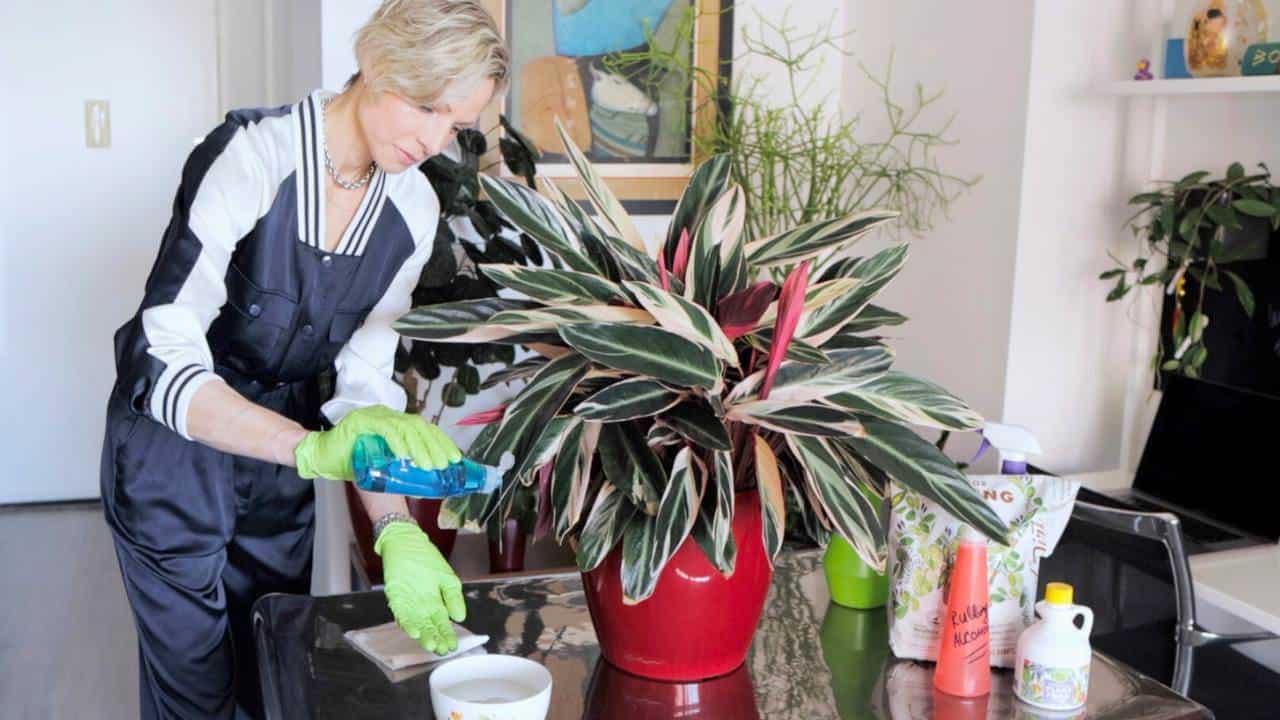 Juliette wearing gloves while cleaning a variegated houseplant with a spray bottle, surrounded by plant care products on a table during a thorough spring deep cleaning session