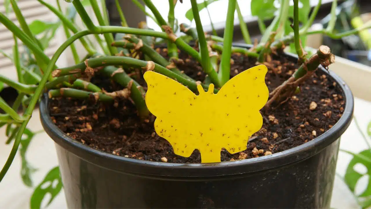 A yellow sticky gnat trap shaped like a butterfly is placed in the soil of a potted plant, covered with gnats, serving as an effective pest control method.