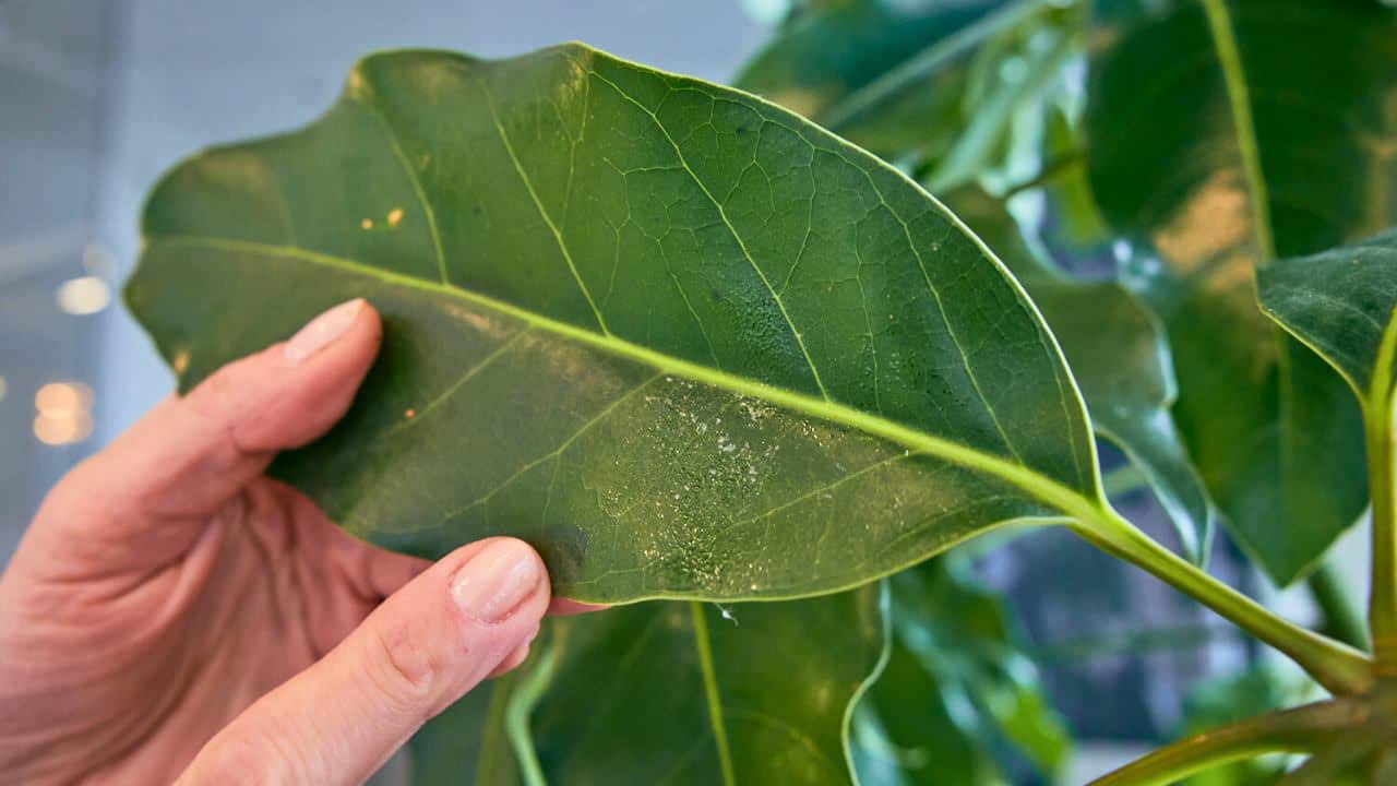 Juliette's fingers holding a plant leaf with a sticky residue, a telltale sign of an infestation by scale insects.