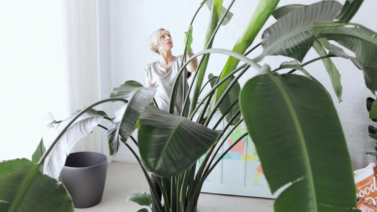 Juliette attentively adjusting the leaves of a Bird of Paradise plant indoors near a window with sheer curtains and a white brick wall.