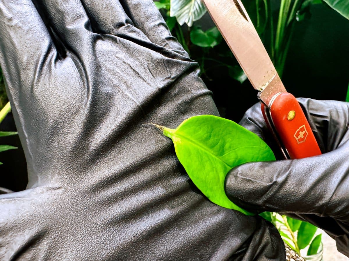 A close-up of a gloved hand holding a fresh green ZZ plant leaf, with a red-handled knife carefully cutting a small portion of the leaf stem. The detailed focus emphasizes the precision of the cut and the healthy condition of the leaf.