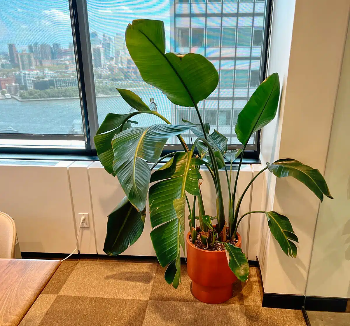 A Bird of Paradise plant requiring pruning, with broad green leaves in a terracotta pot, positioned by a window with a city skyline and river view.