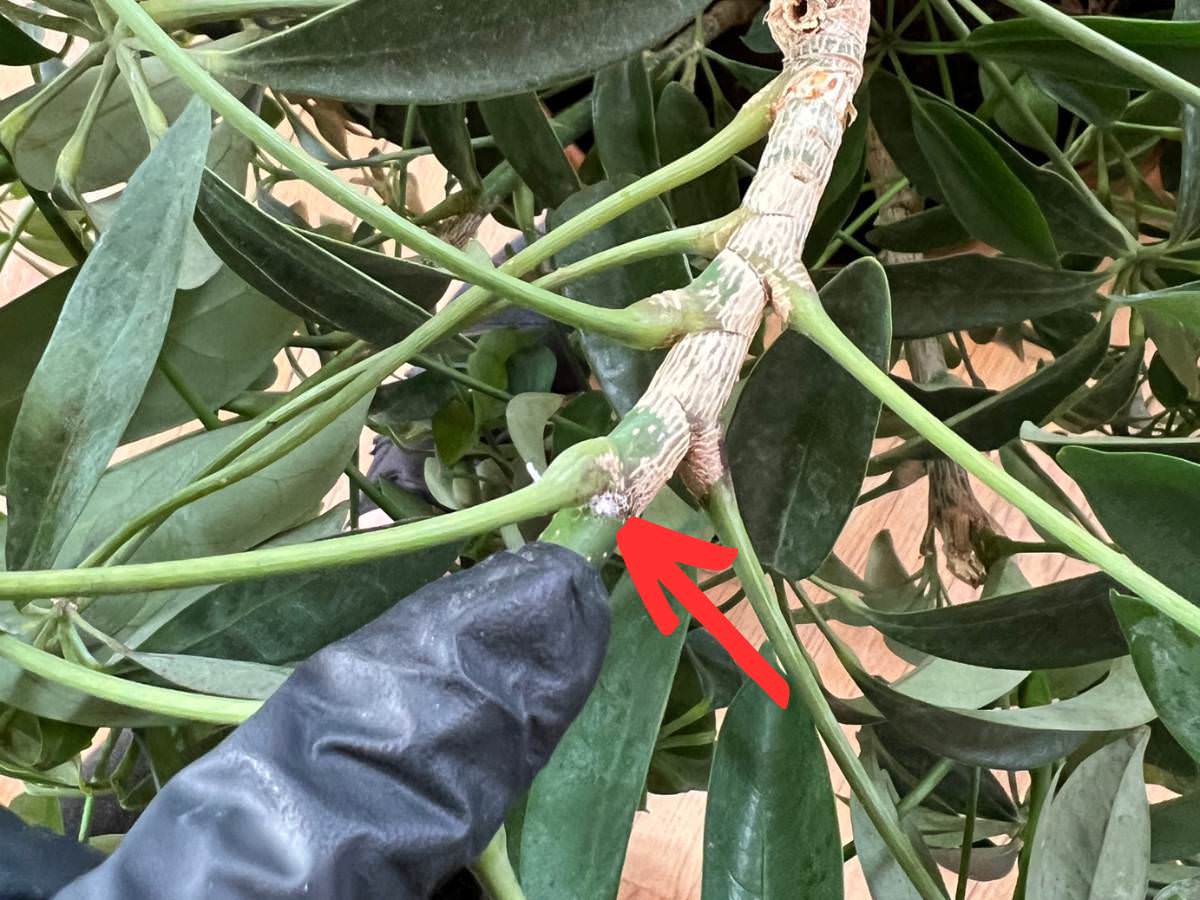 treat mealybugs infestation