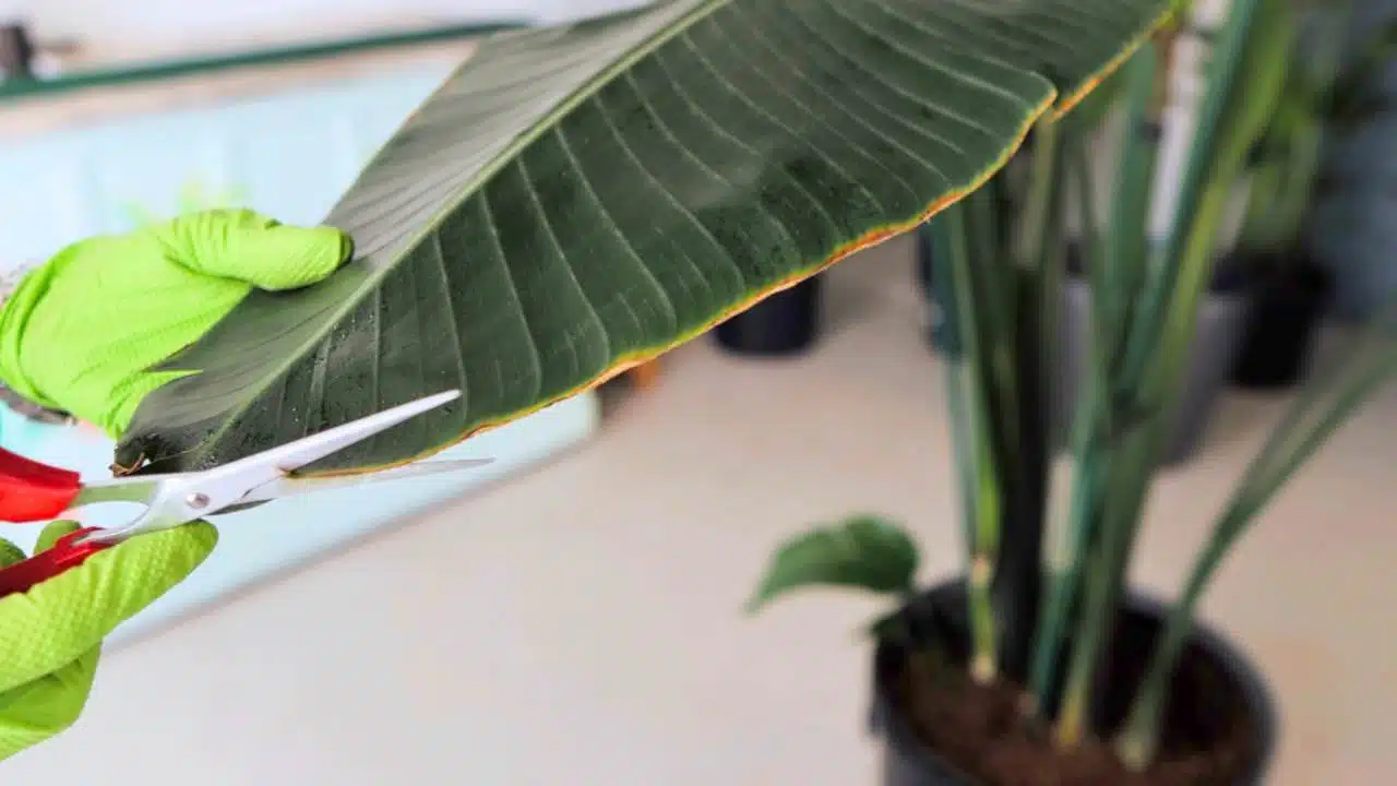 A hand with gardening gloves holding scissors, trimming the edge of a bird of paradise leaf to maintain plant health.