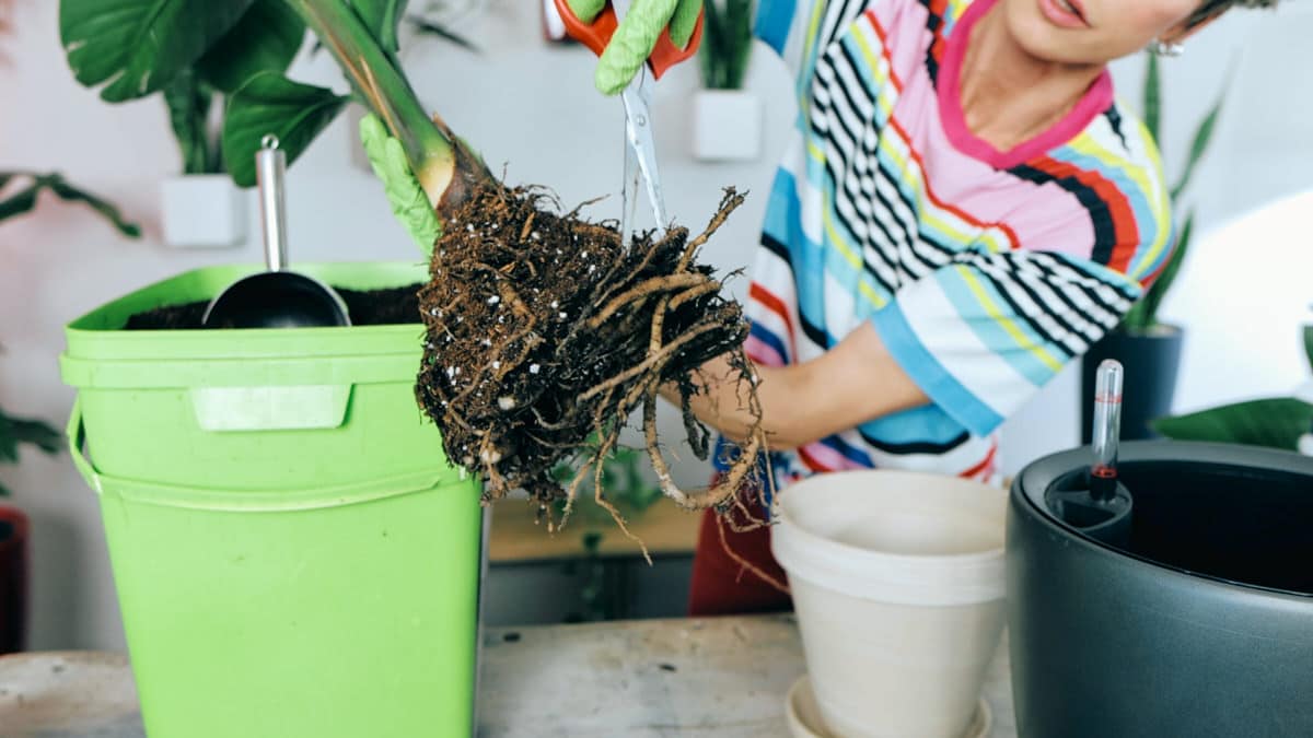 Juliette trims the roots of a Bird of Paradise plant with scissors, preparing it for repotting, with green and black pots and a scoop in the background, indicative of ongoing gardening work.