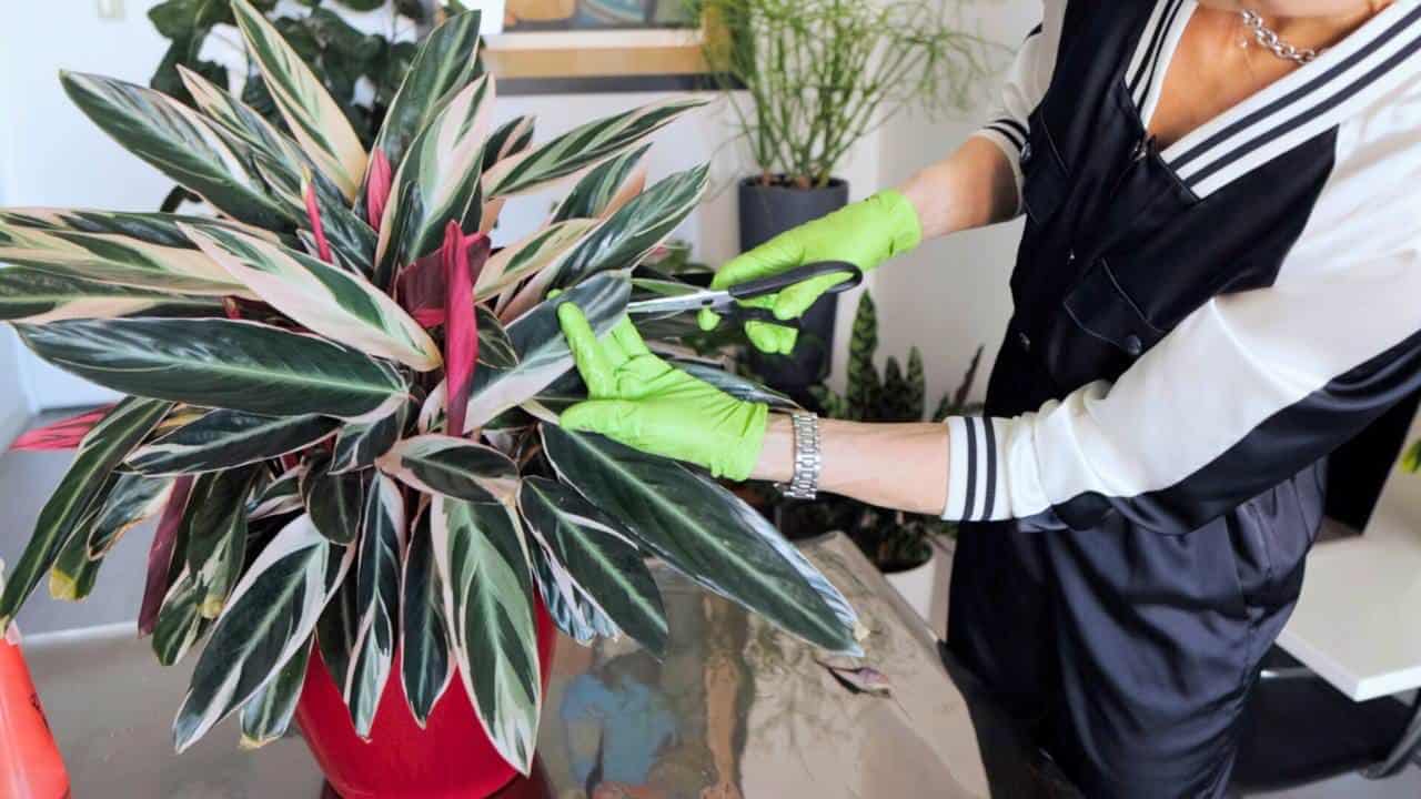 Juliette is carefully pruning a lush, variegated houseplant with sharp scissors, tending to the plant on a reflective table surface surrounded by other greenery