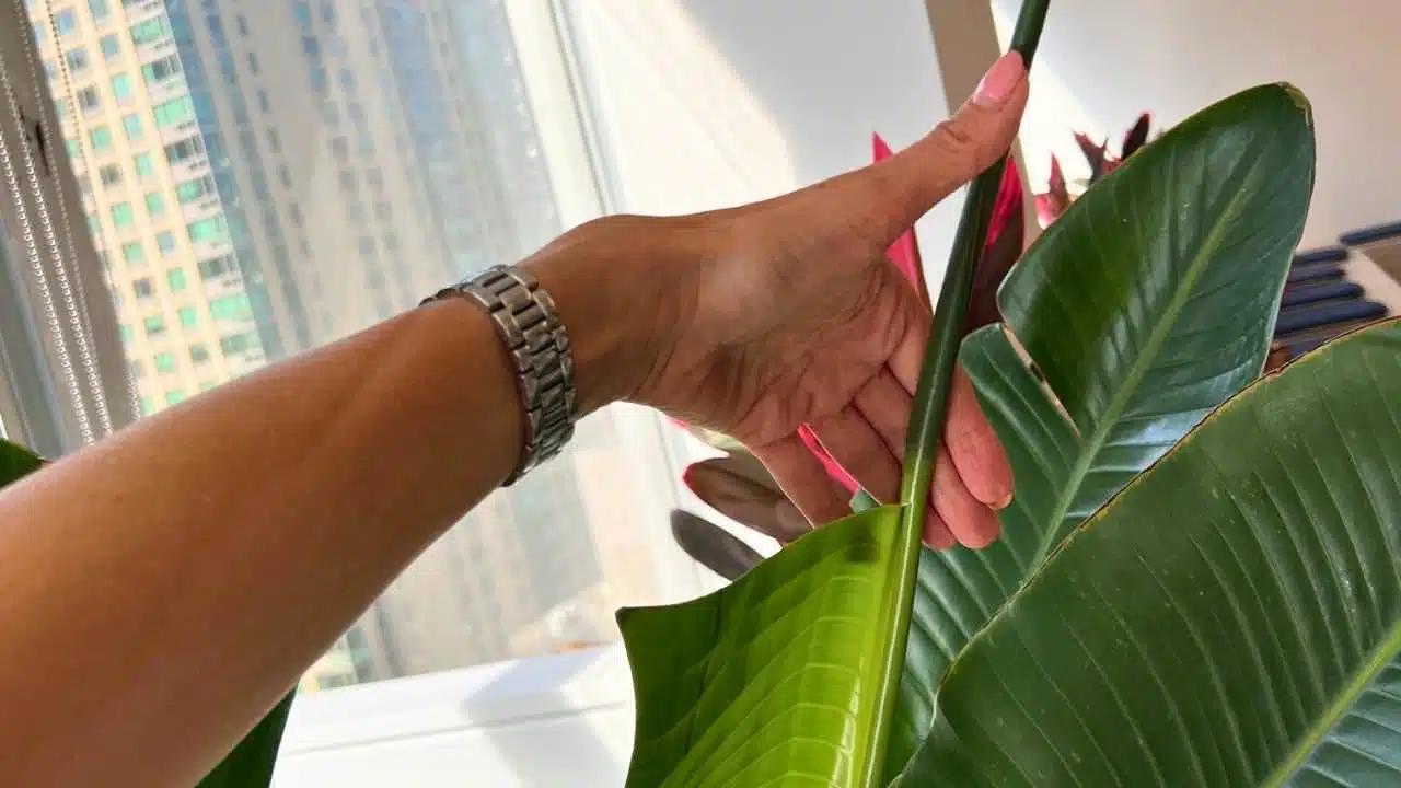 A hand gently unfurling a new leaf on a bird of paradise plant, a common practice to help leaves open naturally.