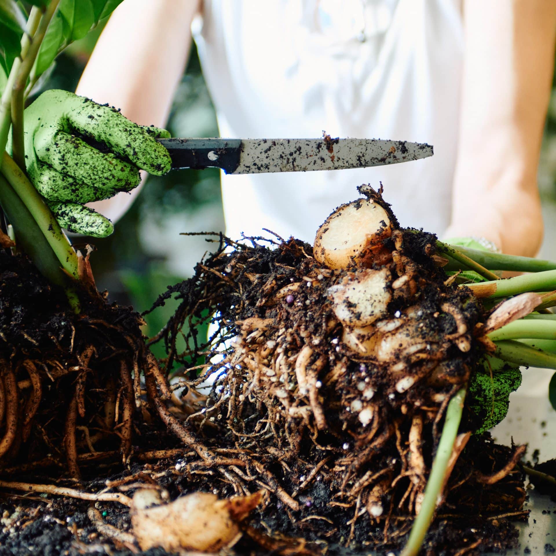 A gardener wearing green gloves uses a sharp knife to cut through the rhizomes of a ZZ plant. The focus is on the knife slicing a thick rhizome, with other rhizomes and roots prominently displayed. The soil is dark and rich, and the green stems and leaves of the plant are visible in the background.