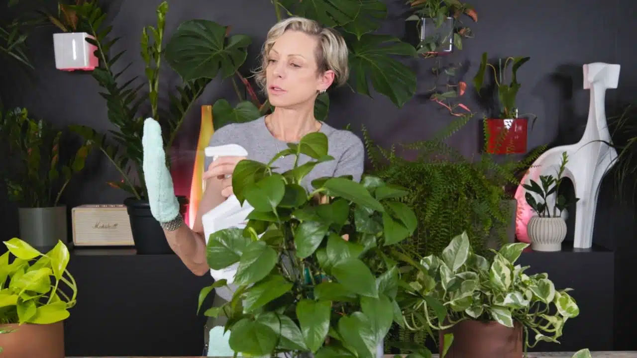 A person demonstrating how to make pothos shiny by spraying neem oil onto a microfiber glove before cleaning the leaves of a healthy pothos plant.
