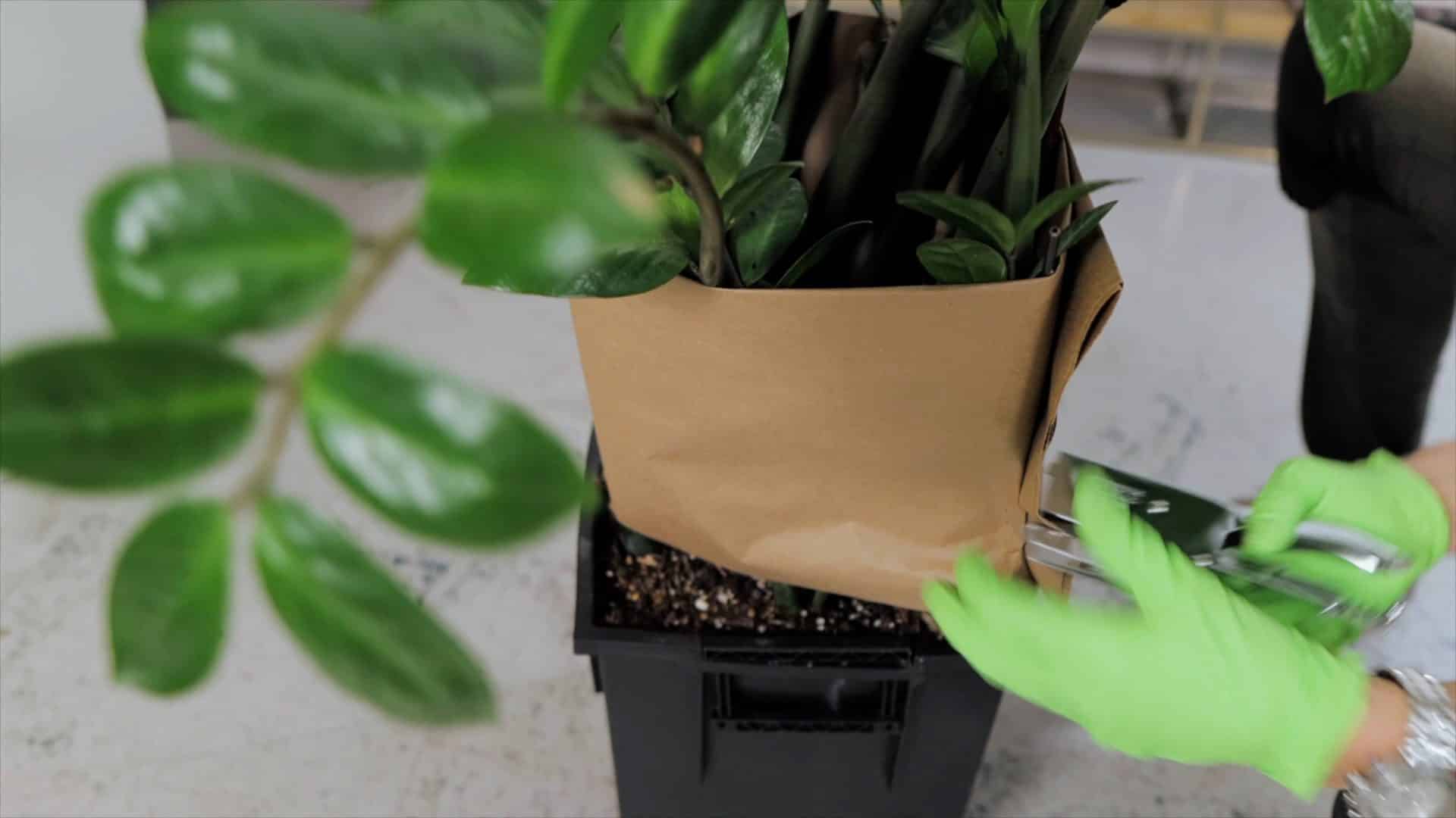 How to Repot ZZ Plant: 10 Essential Steps For Success