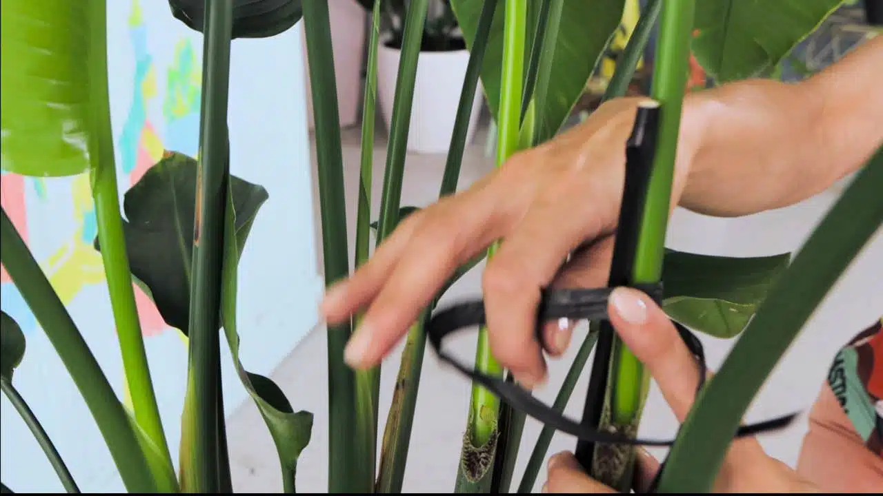 Hands using black ties to secure a green stem to a stake, amidst the foliage of a Bird of Paradise plant, with a colorful background.