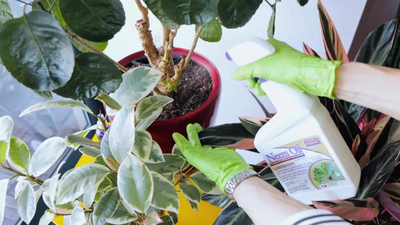 Juliette's hands, protected by bright green gloves, are applying neem oil from a white bottle to the leaves of a houseplant to prevent pests. The plant is situated in a red pot, surrounded by other indoor plants, highlighting a home gardening scene focused on plant care and pest control.
