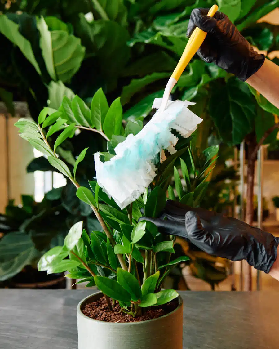 A person wearing black gloves using a Swiffer duster to clean the leaves of a ZZ plant in a green pot.