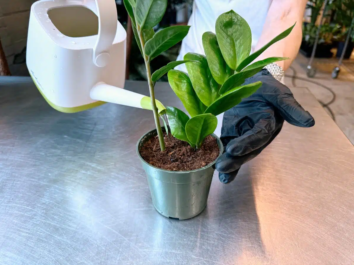 A person in black gloves waters a newly potted ZZ plant with a white watering can. The water can is tilted, pouring water onto the brown soil in the small metal container, as the person supports the plant with the other hand.