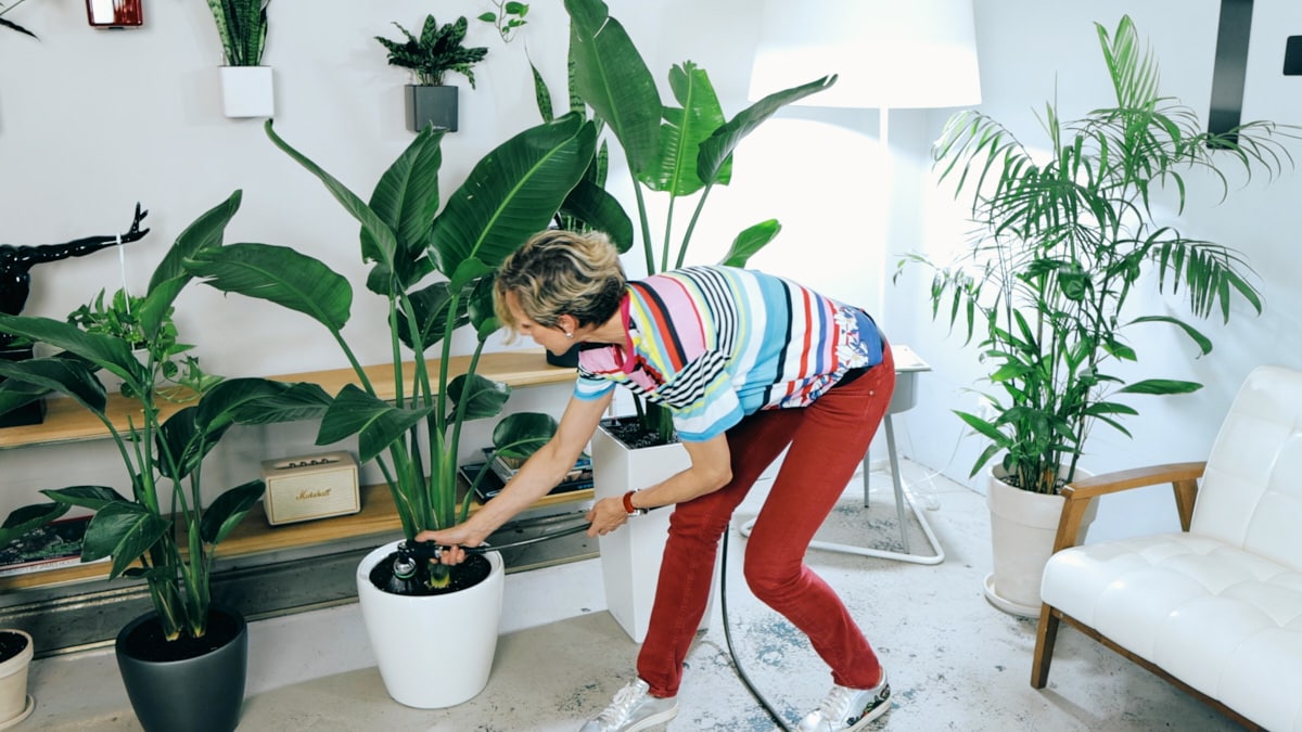 Juliette is watering a newly potted Bird of Paradise plant, surrounded by other indoor plants and a modern home decor with white furniture and a green shelving unit.