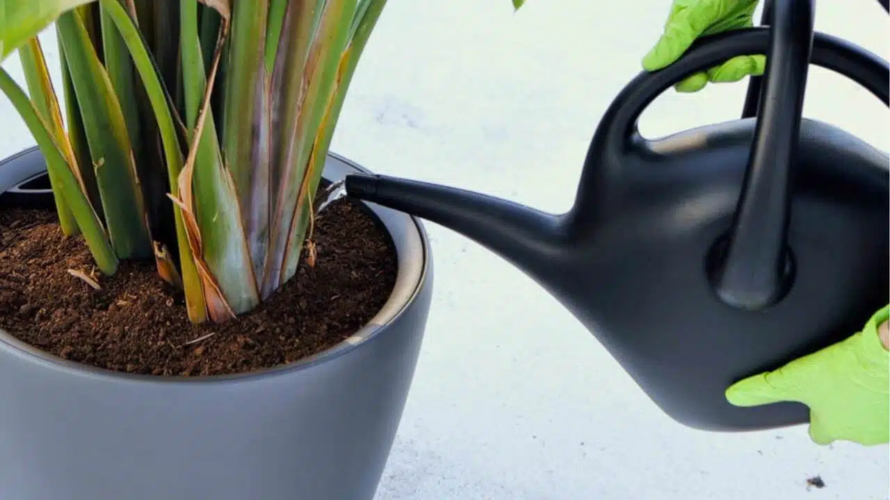 Watering a bird of paradise plant in a grey planter with a black watering can, illustrating plant care after repotting.
