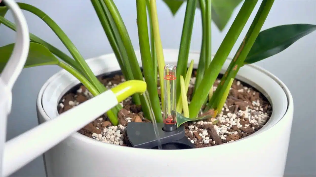 A close-up view of a water level indicator in the soil of a bird of paradise plant within a white self-watering Lechuza planter.