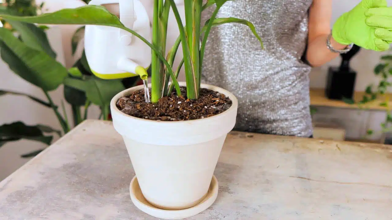 Watering a bird of paradise plant in a white pot with a matching saucer, showcasing proper watering technique for potted plants.