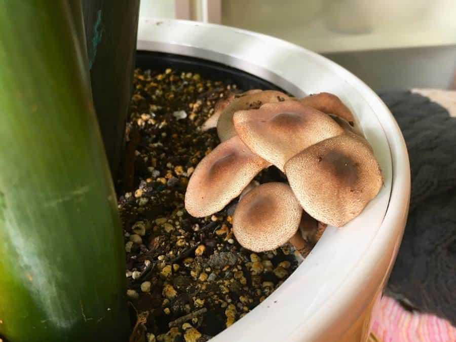 Cluster of brown mushrooms growing tightly together in the soil of a houseplant pot, nestled next to a green plant stem.
