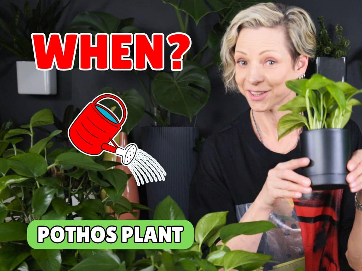 Person holding pothos plant with watering can, question on watering frequency.