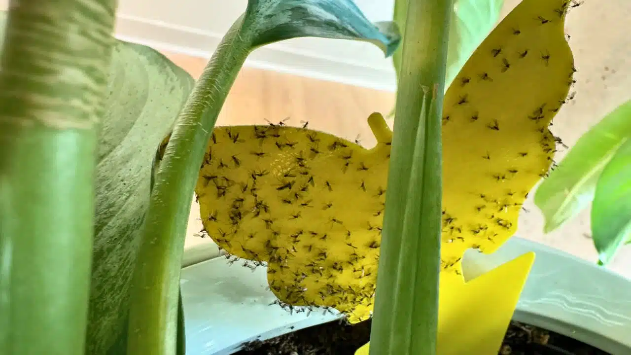 A close-up of a yellow sticky trap between the stems of a potted plant, covered with numerous fungus gnats that have been captured, illustrating the effectiveness of this pest control method.