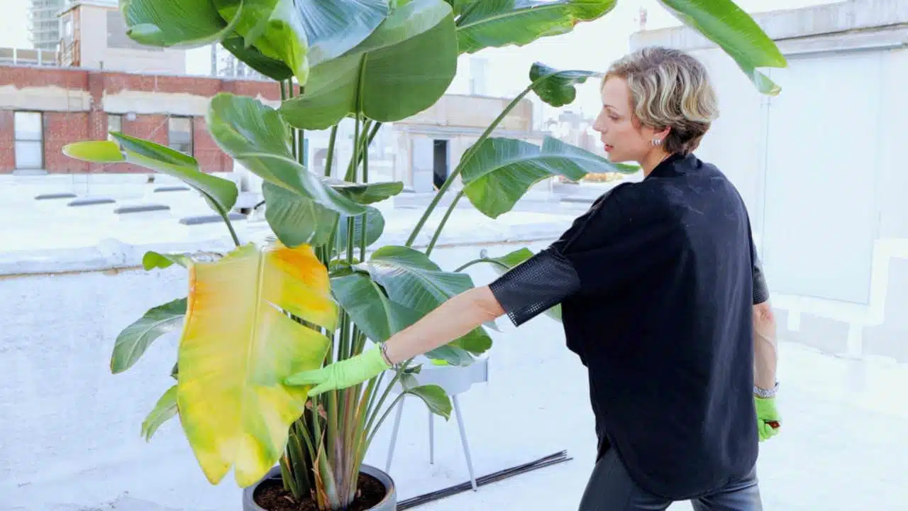 Juliette examining a yellowing leaf on a bird of paradise plant, a common sign of plant stress, on an urban rooftop.