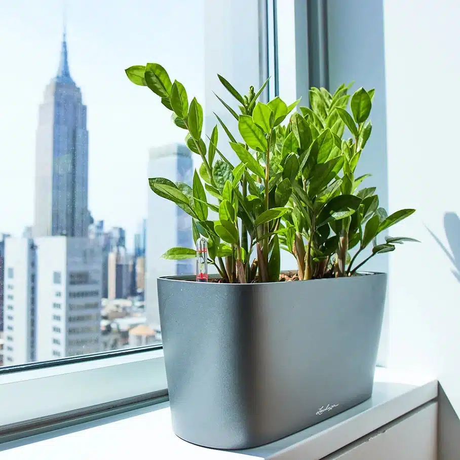 Image of ZZ plant placed on the windowsill and overlooking Empire State building