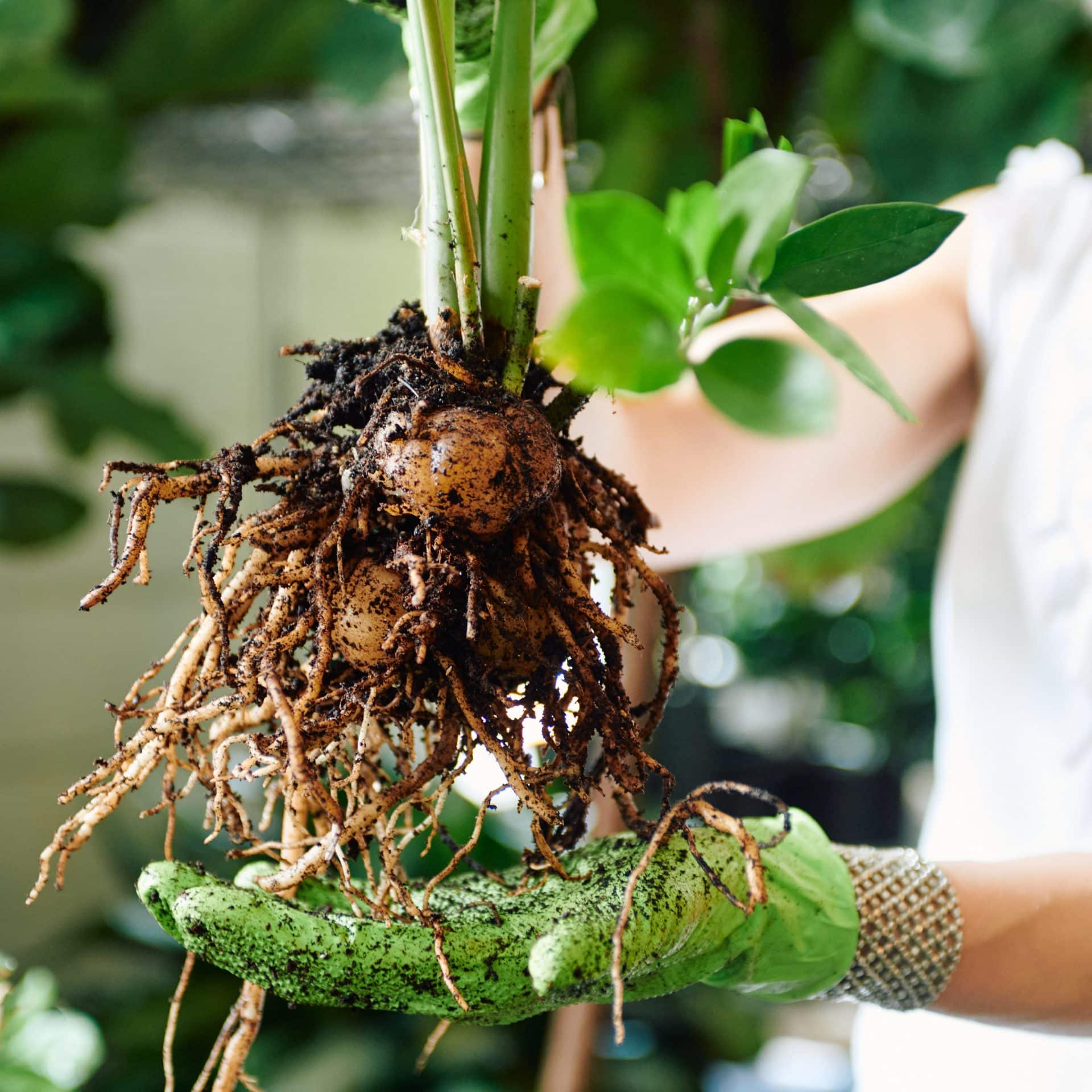 Juliette's hands, covered in green gloves, hold up a ZZ plant showcasing its extensive root system and a prominent bulbous rhizome. The rich, dark soil clings to the roots and rhizome. In the background, lush green foliage of other plants creates a vibrant and natural setting.