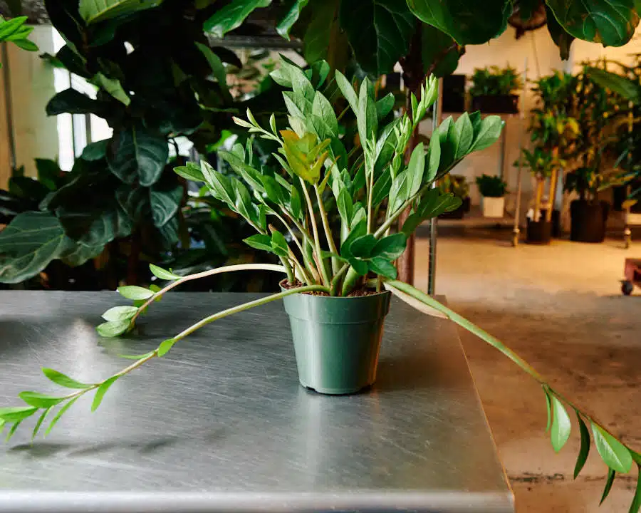 A ZZ plant in a green pot with long, sprawling stems in need of pruning, placed on a metal table in an indoor setting.