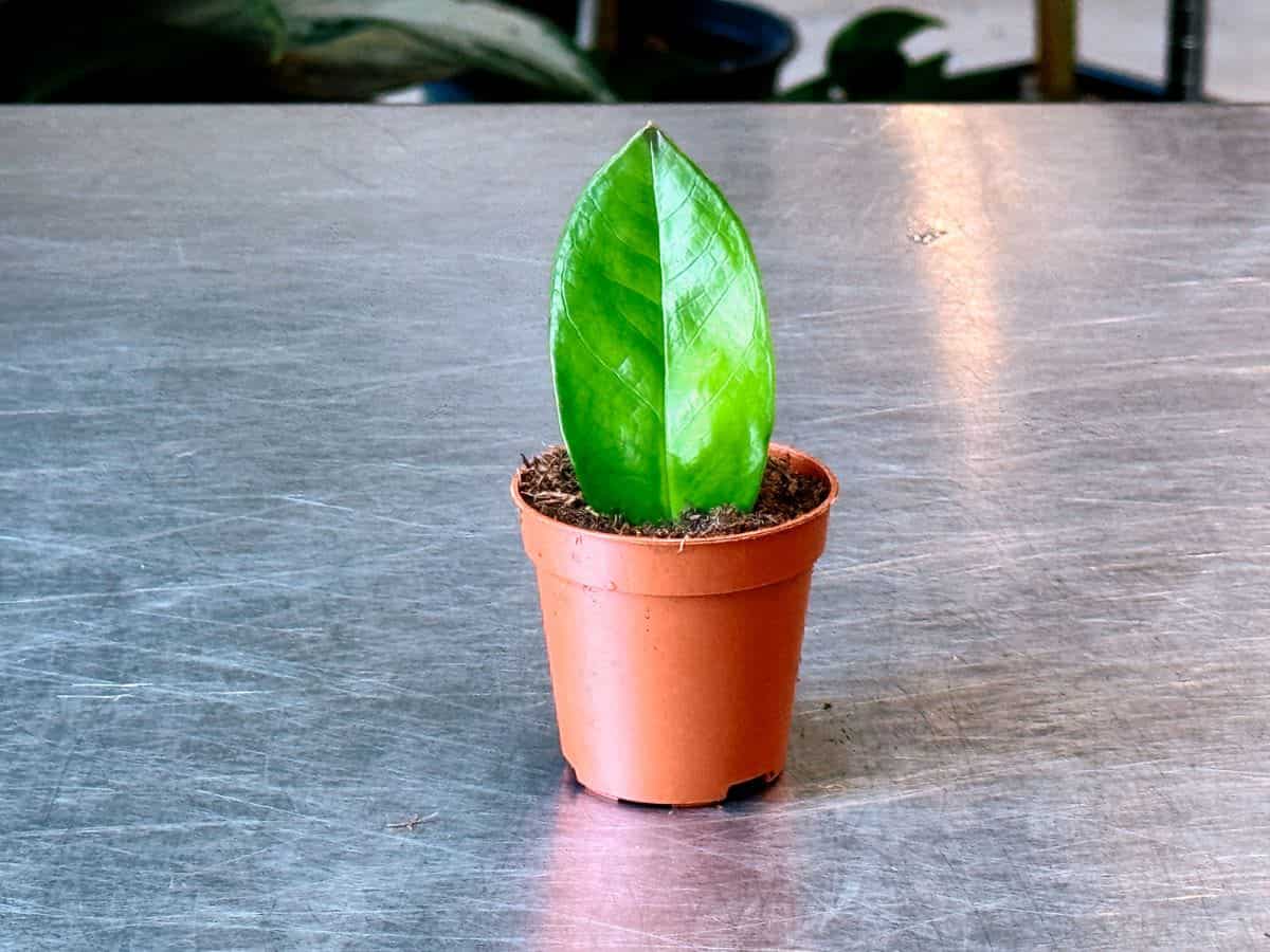 A vibrant green ZZ plant leaf stands upright in a small pot filled with soil, positioned on a stainless steel surface with soft natural light highlighting its glossy texture.