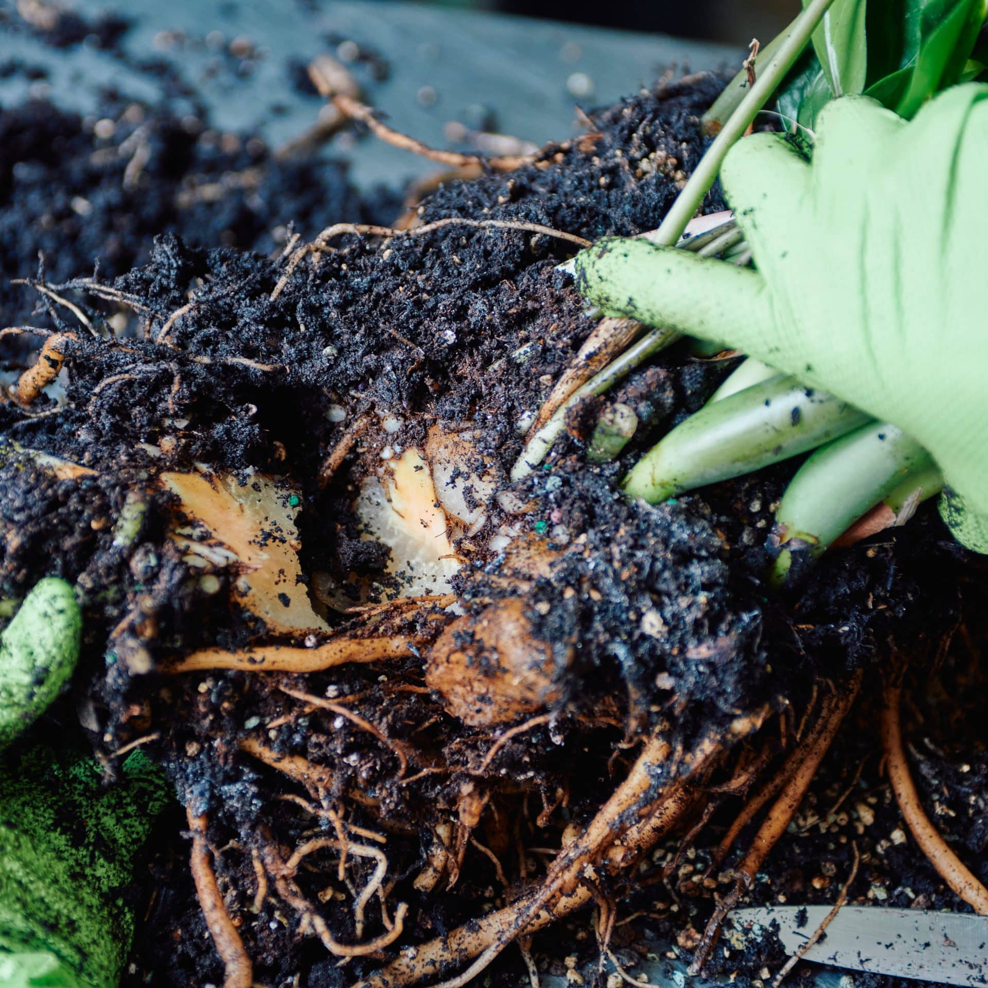 Close-up of a gardener's gloved hand holding a knife and dividing a ZZ plant's root system, revealing freshly cut rhizomes and roots. The rich, dark soil is evident, with small white particles and details of the intricate root network and plant stems visible in the frame.